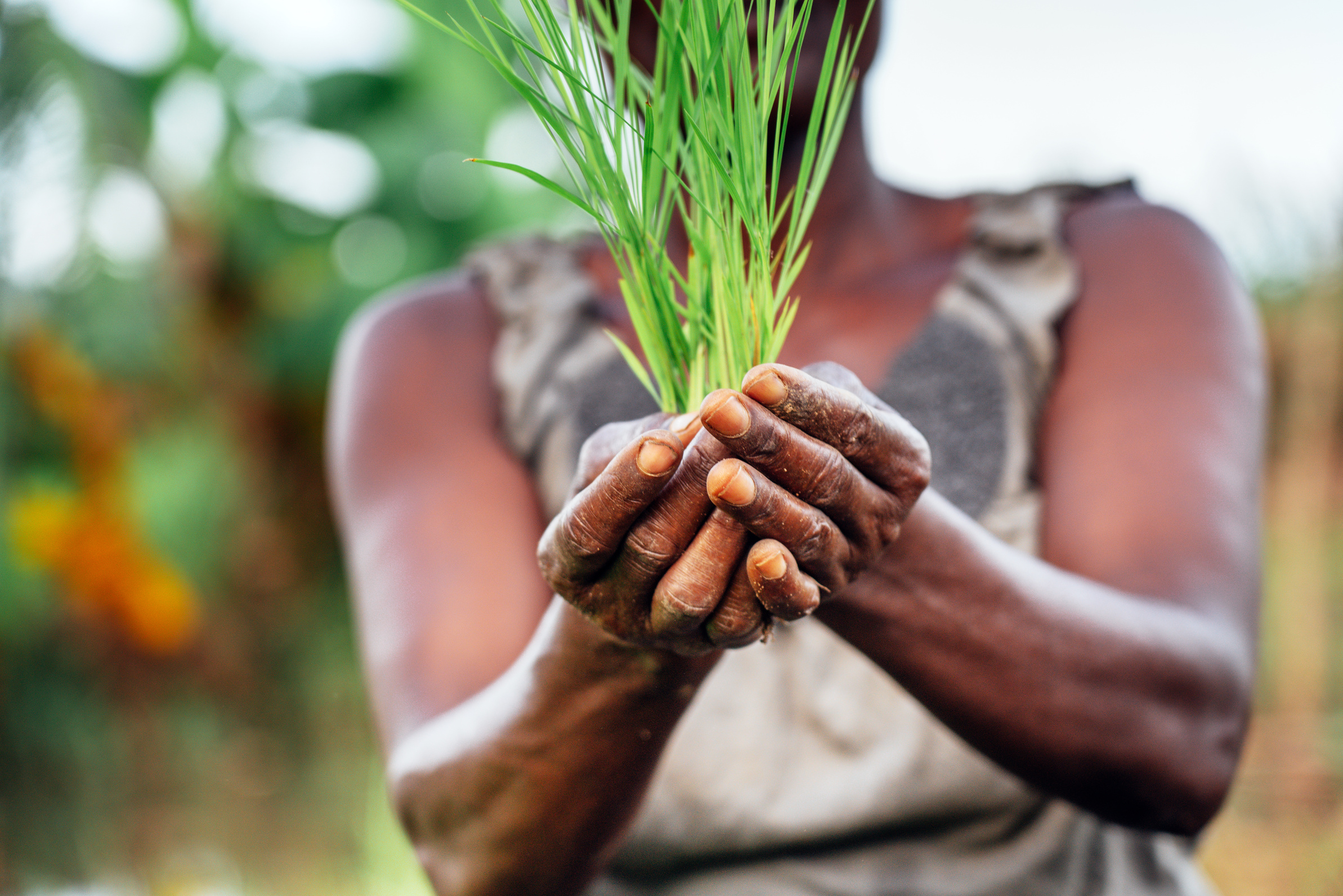 woman holding fresh seedling, Farm in Africa