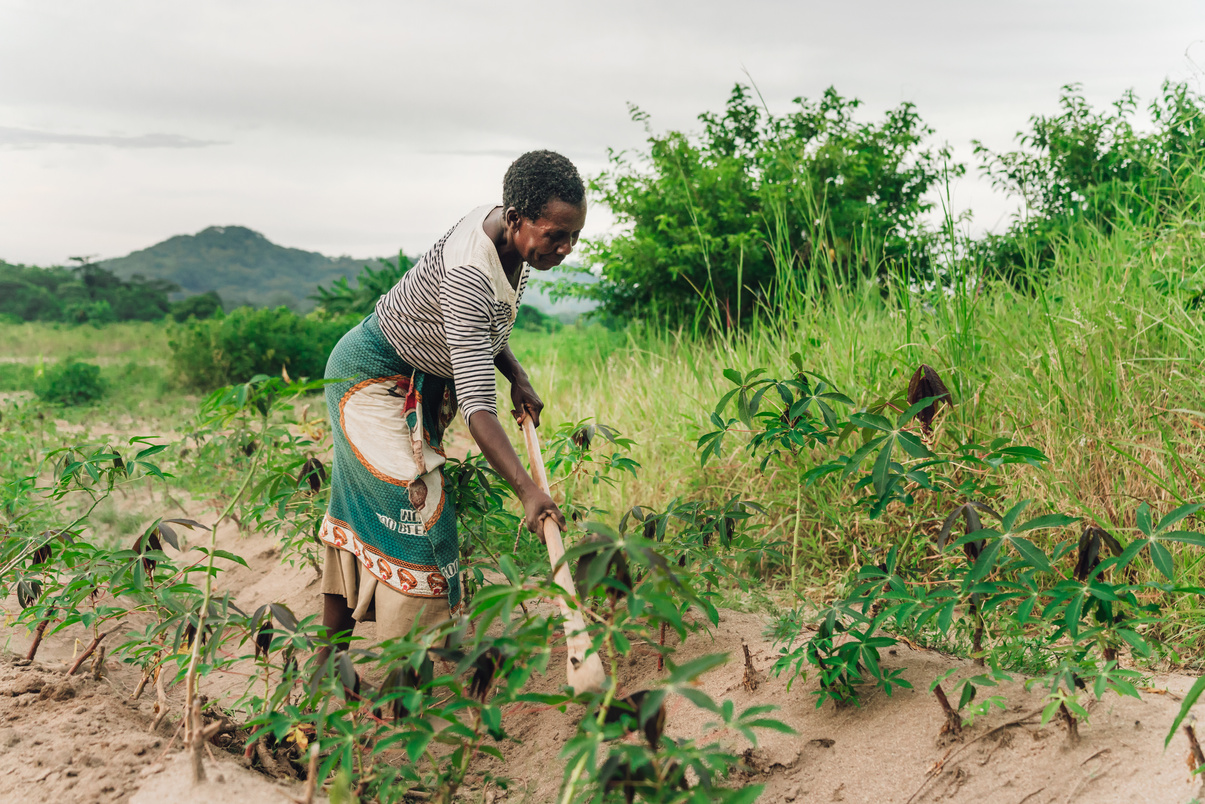 african farmer planting manioc in Malawi, Africa